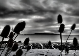 Teasels