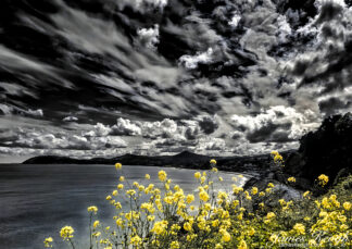 Wildflower & Sky (b&w)